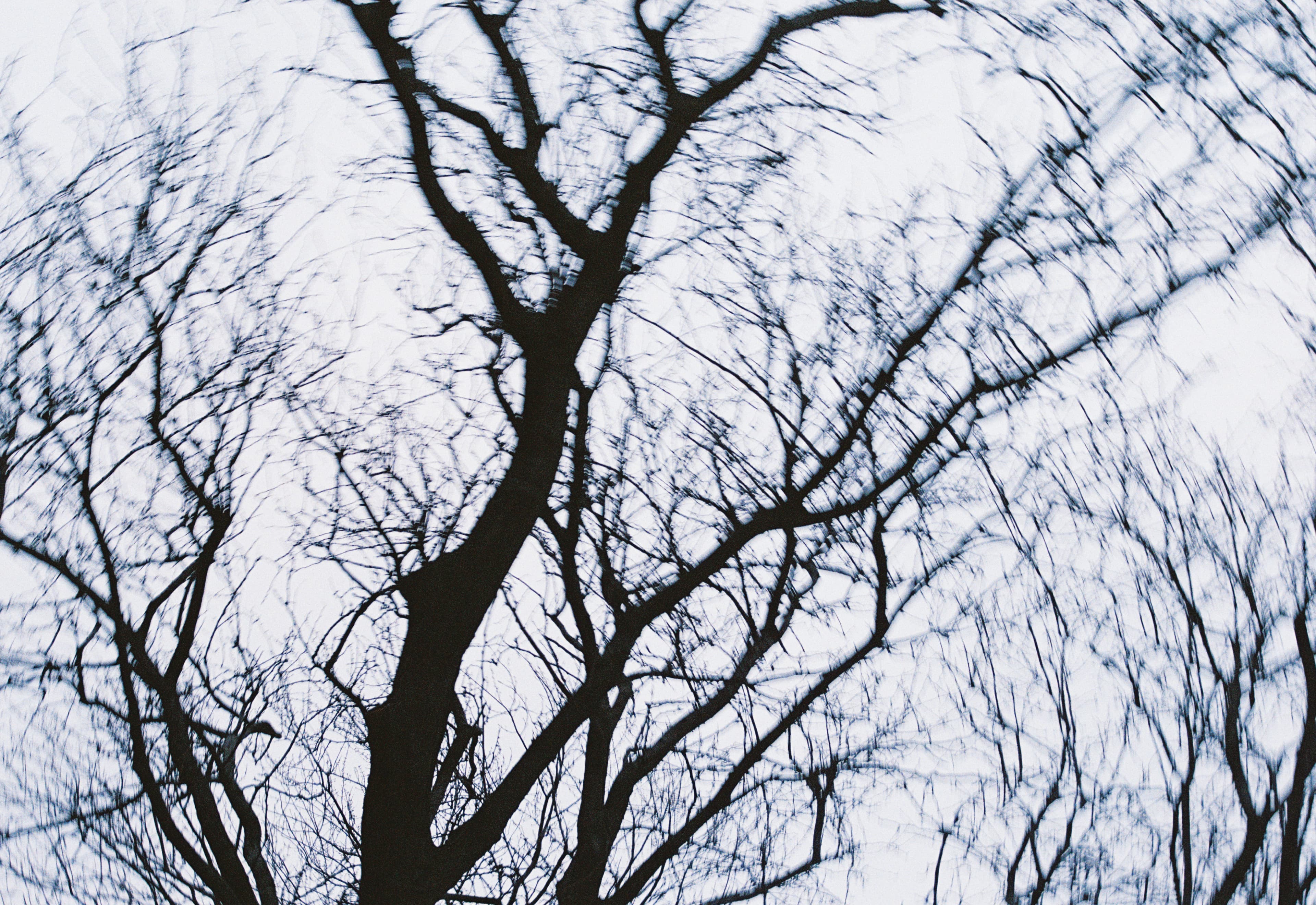 Trees in motion