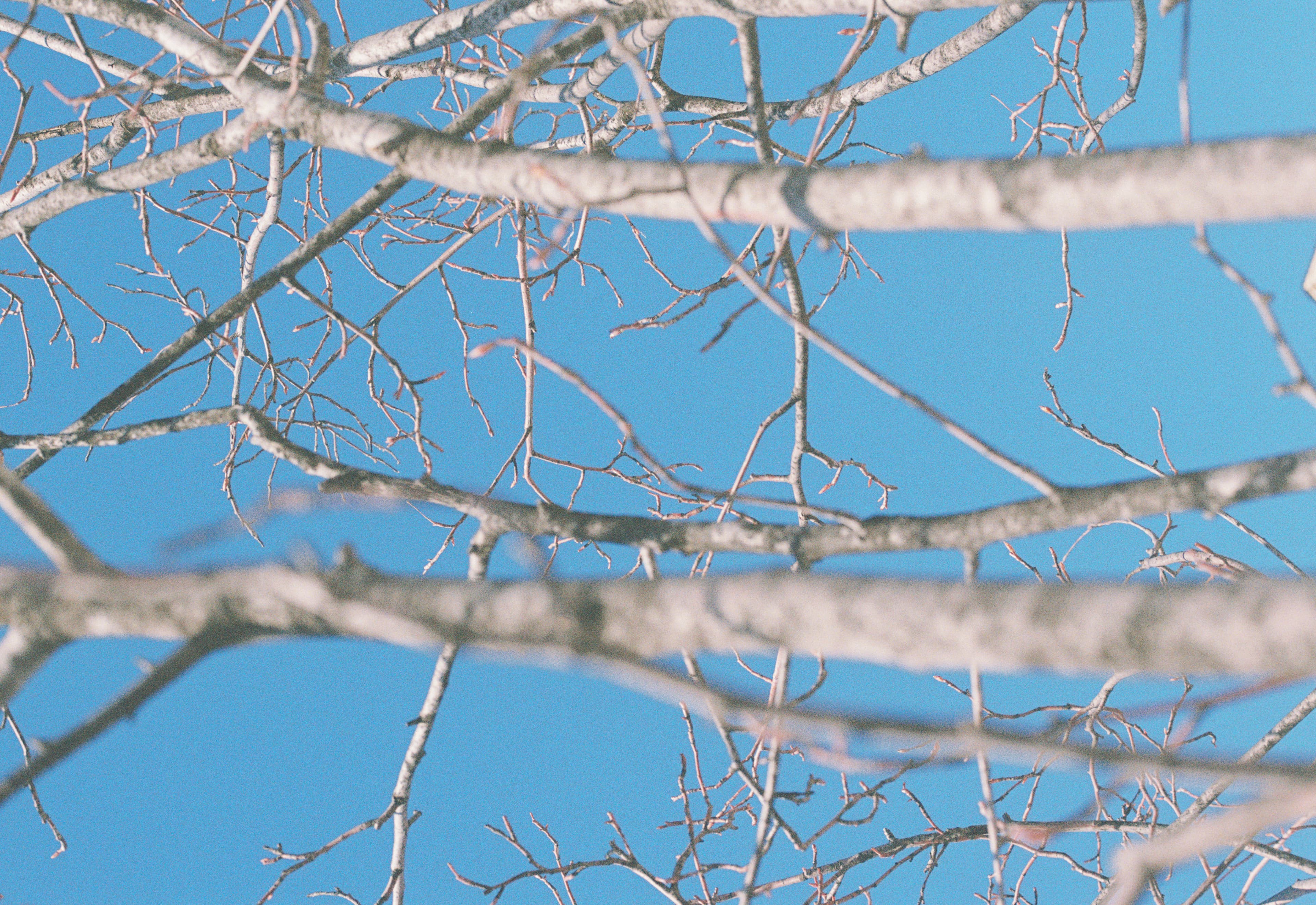 Trees against a cold sky