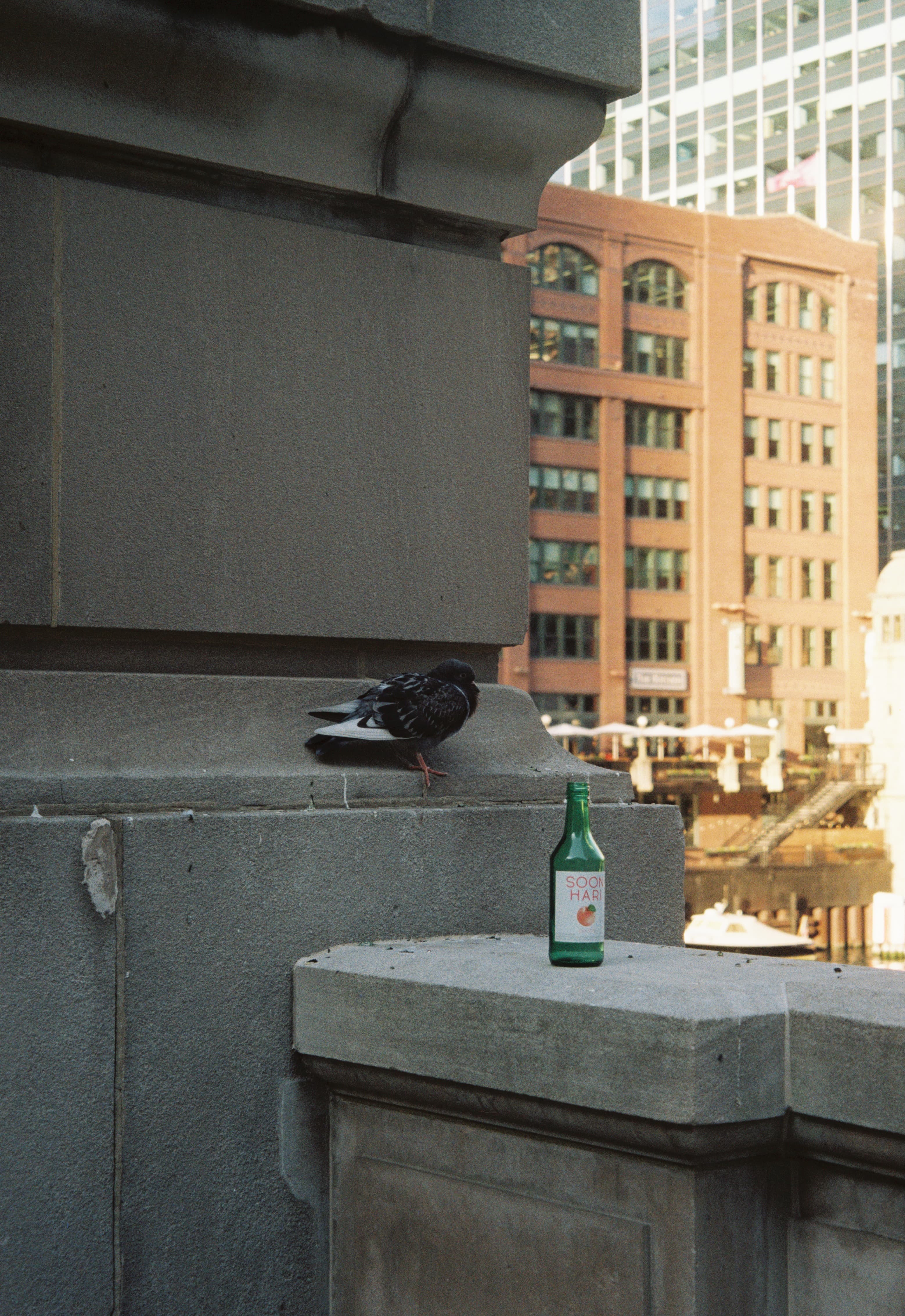 Pigeon and Soju bottle